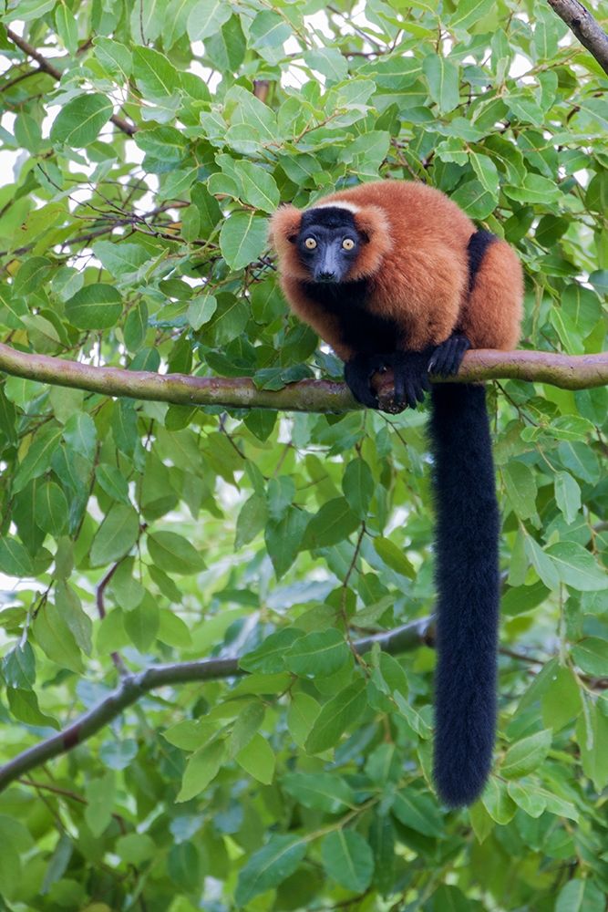 Red-ruffed lemur seeks refuge in a tree